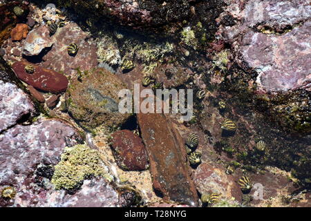 Large group of little sea snails on the rock. Snails resting on pebbles. Sea snail shells laying on the bottom in the sand. Stock Photo