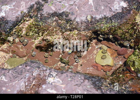 Large group of little sea snails on the rock. Snails resting on pebbles. Sea snail shells laying on the bottom in the sand. Stock Photo