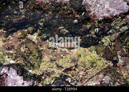 Large group of little sea snails on the rock. Snails resting on pebbles. Sea snail shells laying on the bottom in the sand. Stock Photo