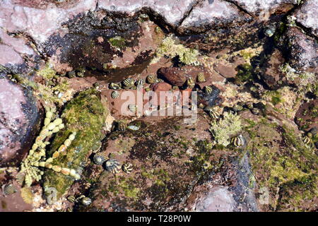Large group of little sea snails on the rock. Snails resting on pebbles. Sea snail shells laying on the bottom in the sand. Stock Photo