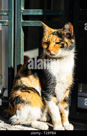 calico coat