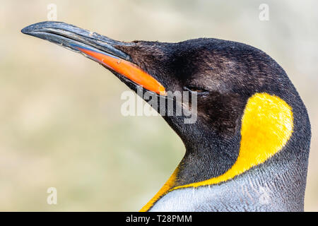 King penguin.Close up, bright profile portrait of majestic, large and colourful, flightless bird.Wildlife photography.Animal head only.Vibrant nature. Stock Photo