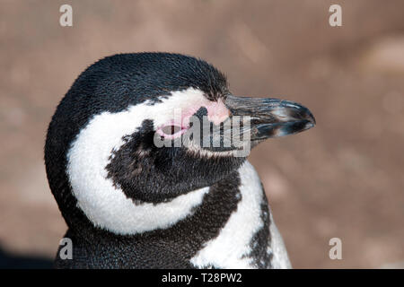 Magellanic penguin (Spheniscus magellanicus), portrait, Valdes peninsula, Patagonia, Argentina