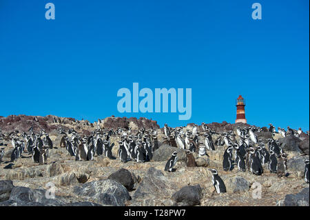 Magellanic penguins (Spheniscus magellanicus), colony at lighthouse, Puerto Deseado, Patagonia, Argentina Stock Photo