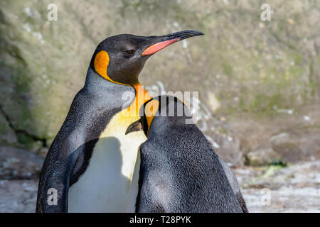 Pair of king penguins basking on afternoon sunlight.Blurred rock in background.Bright and vibrant wildlife image with copy space.Majestic, large birds.