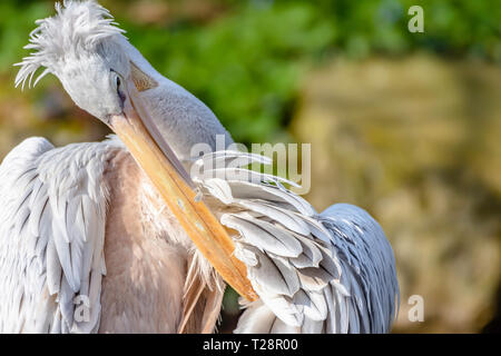 Close up, profile portrait of pelican cleaning its feathers.Blurred, natural background and copy space.Wildlife photography.Majestic, large bird. Stock Photo