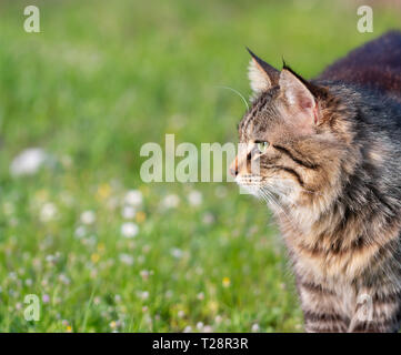 longhair domestic cat on grass. suitable for animal, pet and wildlife themes Stock Photo