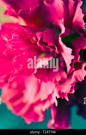 macro detail of a Carnation flower Stock Photo