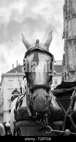 Horses and carriage on stefansplatz in Vienna Stock Photo