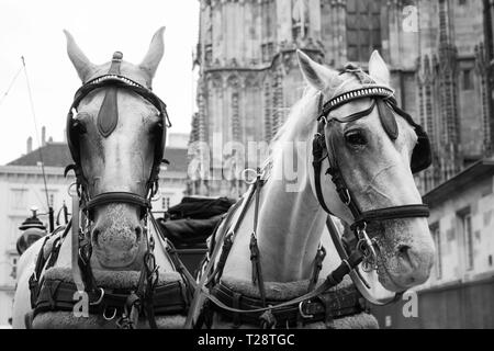 Horses and carriage on stefansplatz in Vienna Stock Photo