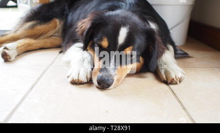 Australian Sherpard Puppy Dog Sleeping Stock Photo