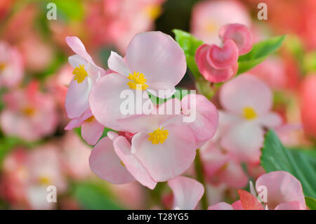 Begonia ,Begonia x semperflorens-cultorum or pink Begonia Stock Photo