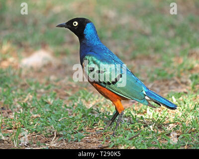 bright white eye and brilliant iridescent blue green foliage of Superb Starling (Lamprotornis superbus) on the ground in Tsavo East NP,Kenya,Africa Stock Photo