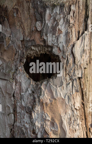 bird hollow in old pine tree Stock Photo