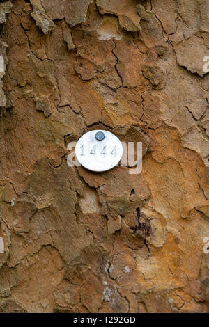 Numbered forestry metal tree tag on tree trunk & secured by a clout ...