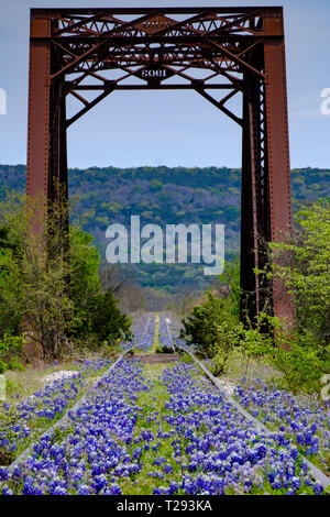 Bluebonnets bloom along abandoned railroad tracks in the Texas Hill Country between Austin and San Antonio. USA. Stock Photo