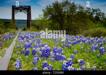 Bluebonnets bloom along abandoned railroad tracks in the Texas Hill Country between Austin and San Antonio. USA. Stock Photo