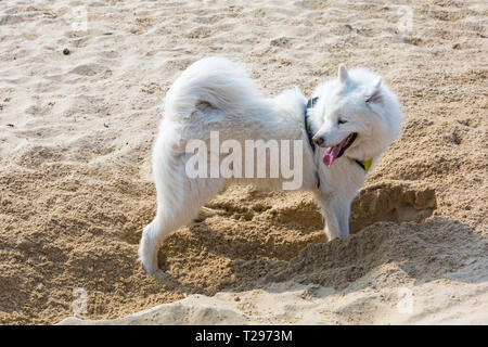 Bournemouth, Dorset, UK. 31st Mar 2019. UK weather: warm with hazy sunshine as visitors head to the seaside to enjoy the sunny weather at Bournemouth beaches.  Samoyed  dog  has fun digging a hole in the sand - in their native homeland in Finland they would dig a hole in the snow and lie in it to keep out of the wind - in the absence of any snow this one digs in the sand! Credit: Carolyn Jenkins/Alamy Live News Stock Photo