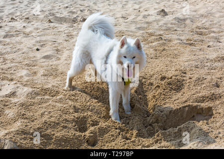 Bournemouth, Dorset, UK. 31st Mar 2019. UK weather: warm with hazy sunshine as visitors head to the seaside to enjoy the sunny weather at Bournemouth beaches.  Samoyed  dog  has fun digging a hole in the sand - in their native homeland in Finland they would dig a hole in the snow and lie in it to keep out of the wind - in the absence of any snow this one digs in the sand! Credit: Carolyn Jenkins/Alamy Live News Stock Photo