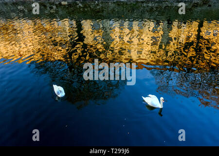 Berlin, Germany. 14th Feb, 2019. Houses on the Fraenkel bank are reflected in the water of the Landwehr Canal, while two swans swim past. Credit: Stefan Jaitner/dpa/Alamy Live News Stock Photo