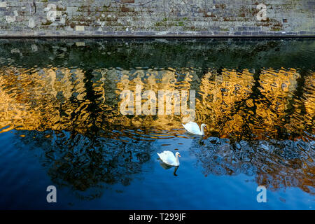 Berlin, Germany. 14th Feb, 2019. Houses on the Fraenkel bank are reflected in the water of the Landwehr Canal, while two swans swim past. Credit: Stefan Jaitner/dpa/Alamy Live News Stock Photo