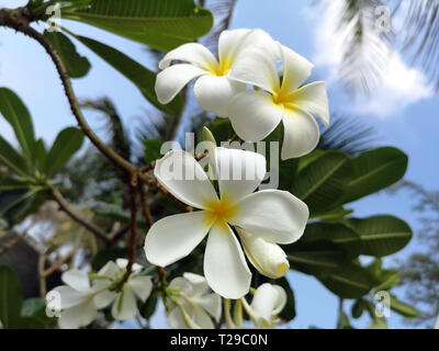 Are plumeria leaves store poisonous to dogs