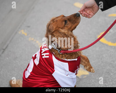 Solihull, UK. 31st Mar, 2019. SOLIHULL, ENGLAND - MARCH 31: Arsenal dog during the FA Women's Super League football match between Birmingham City Women vs Arsenal Women at Solihull Moors FC, Damson Park on March 31, 2019 in Solihull, England. Credit: Action Foto Sport/Alamy Live News