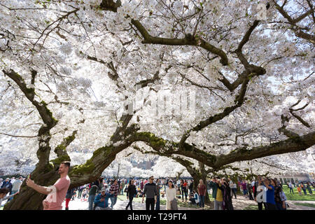 Seattle, Washington: Thousands of visitors gather at the University of Washington Quad as the cherry trees reach peak bloom. Initially planted at the Washington Park Arboretum in 1939, the thirty Yoshino cherry trees were moved onto the Liberal Arts Quadrangle in 1962 where they draw visitors from all over the world each spring. Credit: Paul Christian Gordon/Alamy Live News Stock Photo