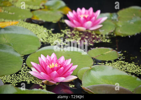 Nymphaea 'James Brydon' Water Lily Stock Photo