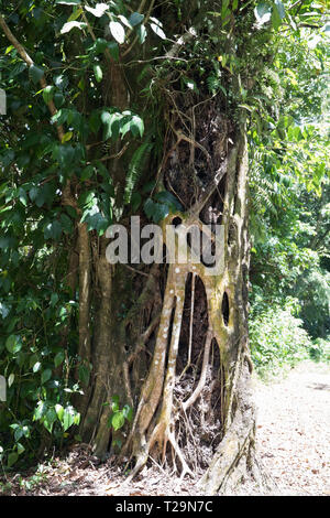 roots wrapped around branches Stock Photo - Alamy