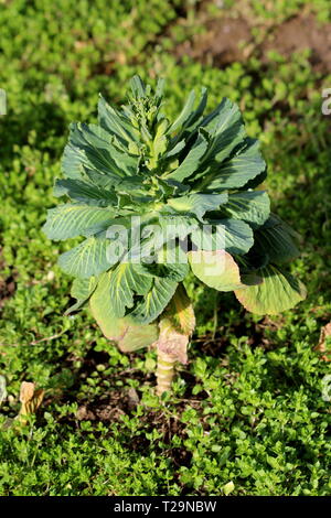 Growing green cabbage in the open field, organic growing vegetables ...