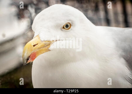 extreme closeup of seagull with blurred background Stock Photo