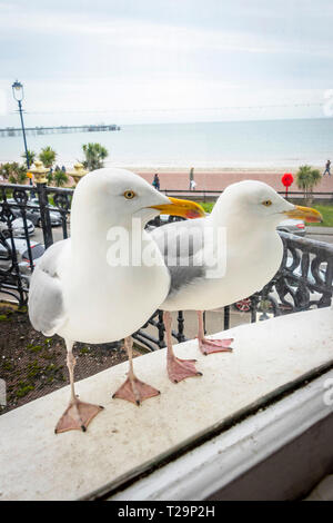 close up of pair of seagulls on a hotel window ledge in Llandudno, North wales Stock Photo
