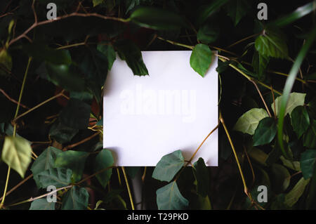 Square papper on the background of green leaves of tropical plants. Text frame. Concept of a postcard on the theme of nature and the environment Stock Photo