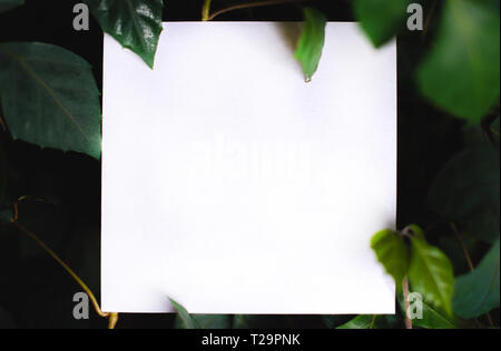 Square papper on the background of green leaves of tropical plants. Text frame. Concept of a postcard on the theme of nature and the environment Stock Photo