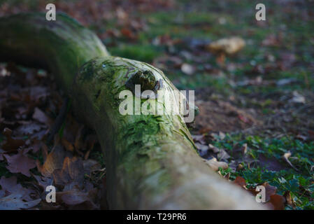 A dead branch of a tree laying on the forest ground Stock Photo
