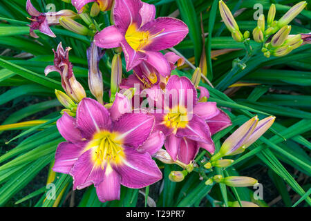 Pretty purple and yellow lilies in a field in the summertime Stock Photo
