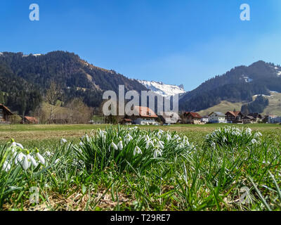 Close up of snowdrop flowers in front of swiss alps, marbach Stock Photo