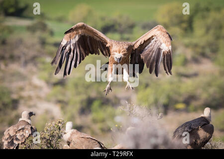 Griffon Vulture (Gyps fulvus) coming in to land on carcass. Lleida province. Catalonia. Spain. Stock Photo