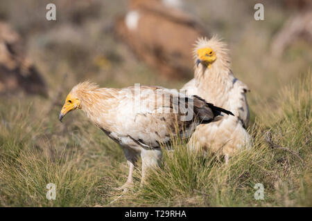 Egyptian vulture (Neophron percnopterus) looking for food. Pre-Pyrenees. Lleida province. Catalonia. Spain. Endangered species. Stock Photo