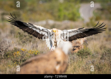Egyptian vulture (Neophron percnopterus) landing on ground. Pre-Pyrenees. Lleida province. Catalonia. Spain. Endangered species. Stock Photo