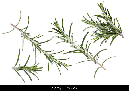Flying herbs concept. Fresh organic rosemary sprigs isolated on white background with clipping path as package design element and advertising. Stock Photo