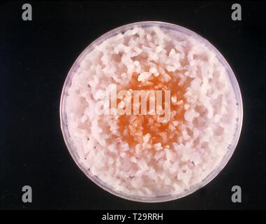 Close-up photograph of the agar culture plate with Microsporum audouinii fungus, growing poorly on boiled polished rice grains, 1962. Image courtesy Centers for Disease Control and Prevention (CDC) / Dr Lucille K. George. () Stock Photo