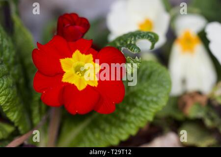 polyanthus 'Crescendo Bright Red' Stock Photo