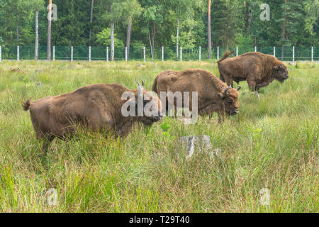 European Bison (Bison bonasus), standing on grass covered meadow Stock Photo