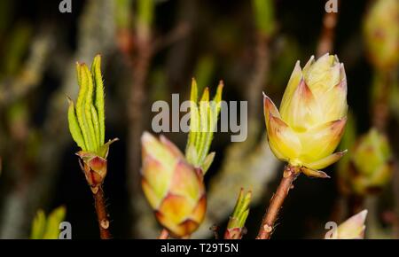 Azalea buds in early spring Stock Photo