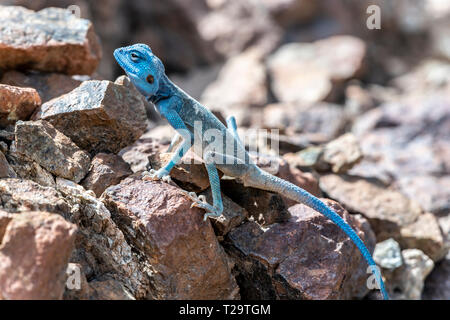 Sinai Agama (Pseudotrapelus sinaitus) with his sky-blue coloration and in his rocky habitat, found in the Mountains Stock Photo