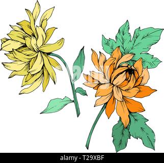 Vector Yellow and orange Chrysanthemum floral botanical flowers. Engraved ink art. Isolated flower illustration element. Stock Vector