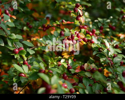 Rowanberry in rich red Stock Photo