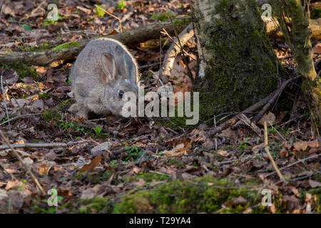 Wild Rabbit in a British woodland Stock Photo